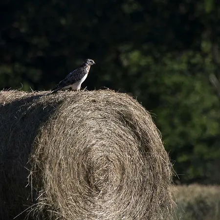 Le Lansquenet بيت للعطل Rorbach-les-Dieuze